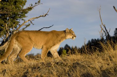 Mountain Lion walks down a hillside clipart