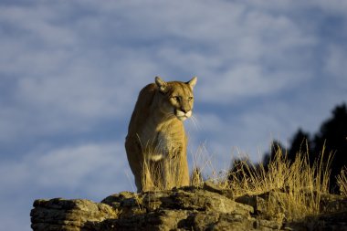 Mountain Lion walks down a hillside clipart