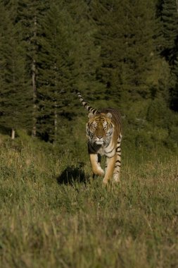 Siberian tiger woods ile çalışır