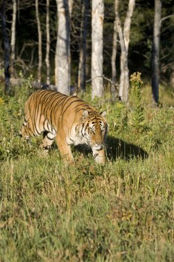 Sibirya kaplanı woodlands ortaya çıkıyor.