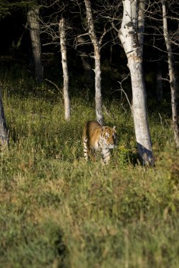 Sibirya kaplanı woodlands ortaya çıkıyor.