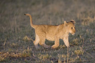 Aslan yavrusu masai mara - kenya yürür.