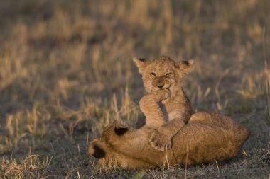 Aslan yavruları masai mara oynamak