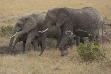 Elephant herd walks across the plains of the Masai Mara clipart