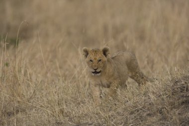 Aslan yavrusu masai mara - kenya yürür.