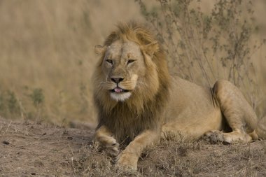 masai mara içinde erkek aslan