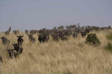 Nehre doğru göç üzerinde çalışan wildebeest