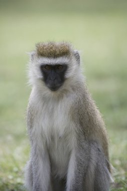 Vervet Monkey Portrait clipart