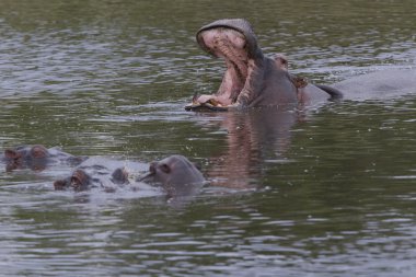 Hippo pods arasında egemenlik görüntüler