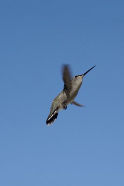 Flying Hummingbird in Palm Springs California clipart