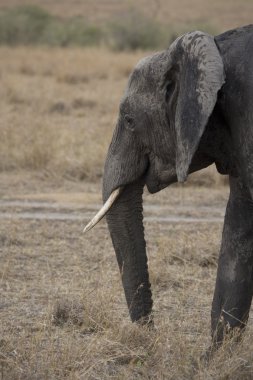 fil masai mara düzlükleri yürür