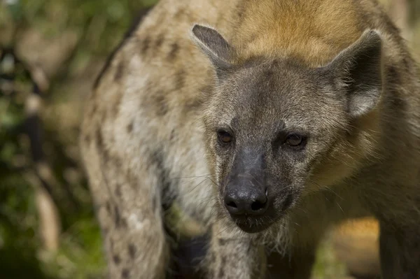 Orlik hiena podejścia — Zdjęcie stockowe
