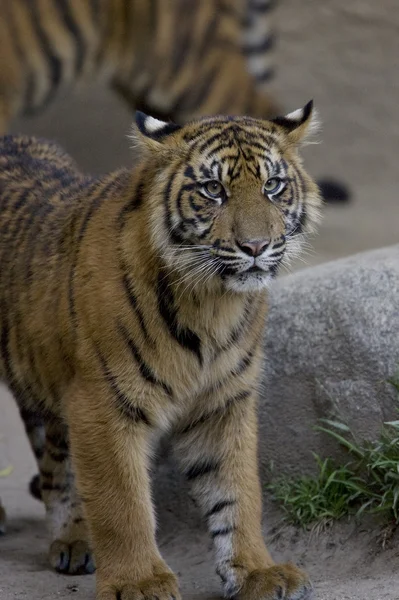 Tigre de Sumatra de 6 meses de edad se acerca —  Fotos de Stock
