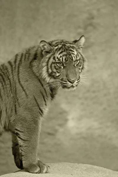 6 meses de edad enfoques de tigre de Sumatra — Stok fotoğraf