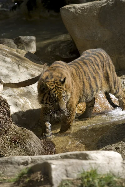 Ein 6 Monate alter Sumatra-Tiger beim Spielen im Wasser — Stockfoto
