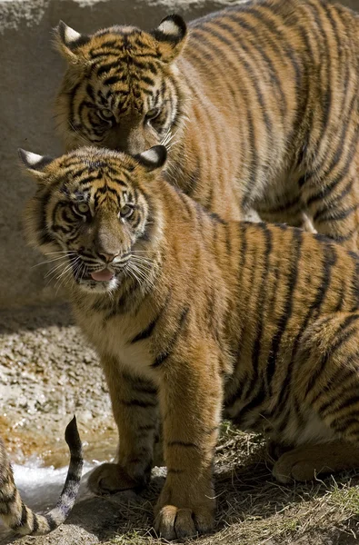 6 Monate alte Sumatra-Tiger — Stockfoto