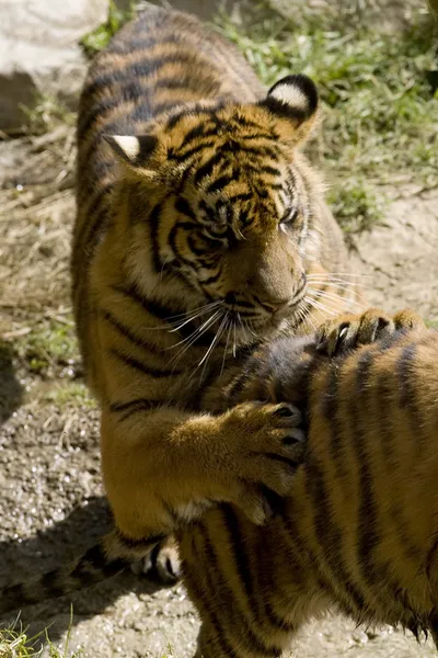 Tigres Sumatra de 6 Meses de idade — Fotografia de Stock