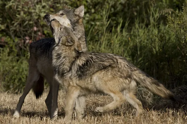 Lobos exibem rituais de ligação — Fotografia de Stock