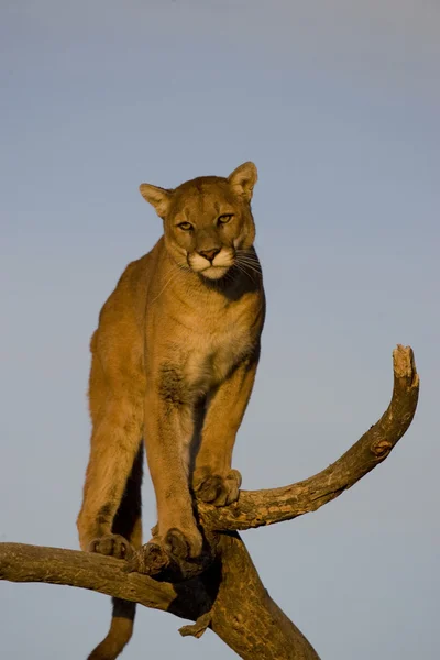 Puma bir ağaç iyi bir görüş noktası olarak kullanır. — Stok fotoğraf