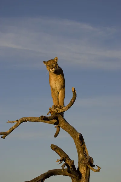 Cougar utiliza un árbol como un buen punto de vista — Foto de Stock