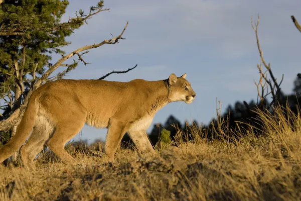 Mountain Lion walks down a hillside — Stock Photo, Image