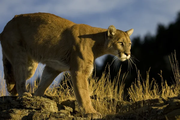 Гірський лев, пума в штаті Монтана — стокове фото