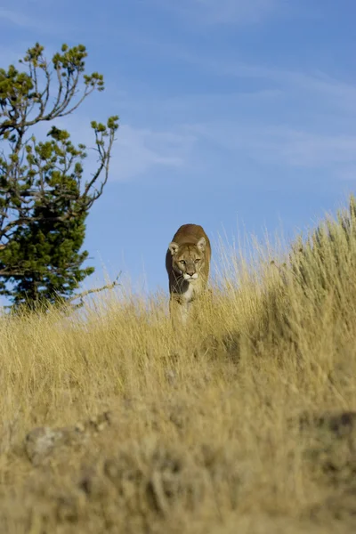 Lew górski spacer w dół wzgórza — Zdjęcie stockowe