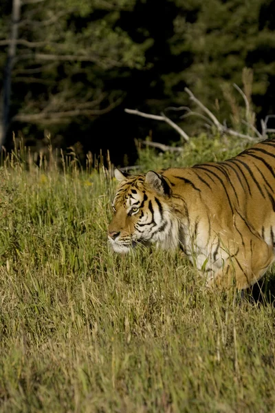 Sibirsk tiger kommer ut av skogene – stockfoto
