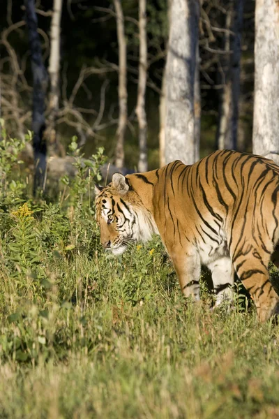 Tigre siberiano emerge das florestas — Fotografia de Stock