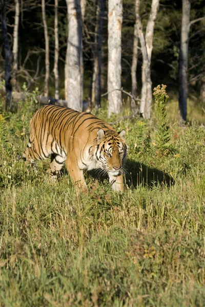 Tigre de Sibérie émerge des bois — Photo