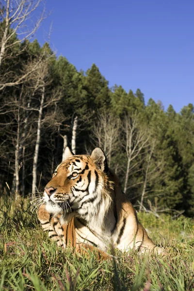 stock image Siberian Tiger lays down by the forest edge