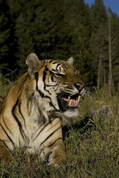 Siberian Tiger lays down by the forest edge — Stock Photo, Image