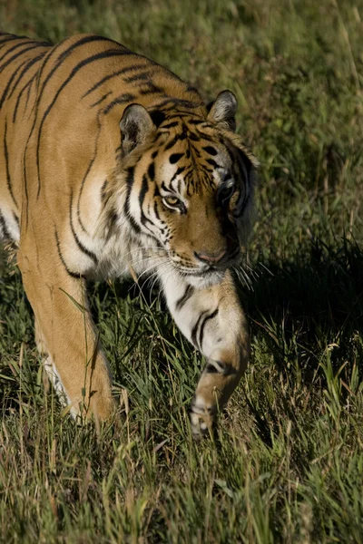 Siberian Tiger on the move