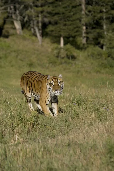Sibirsk tiger forfølger – stockfoto