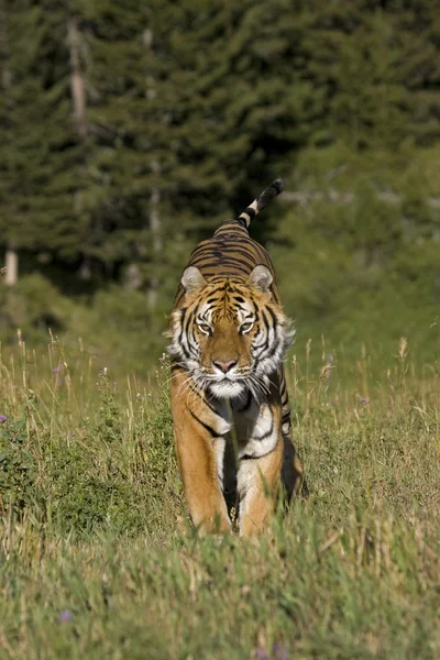 Siberian Tiger bolts out of the woods — Stock Photo, Image