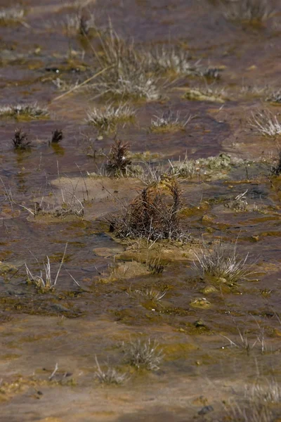 stock image Creation by a Yellowstone Geothermal