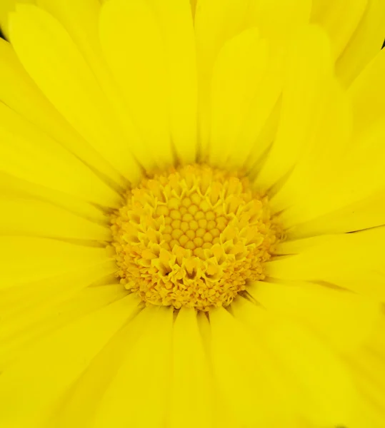 stock image Bright yellow flower