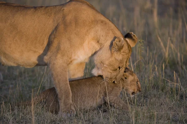 Leeuw bijt haar cub in de masai mara - Kenia — Stockfoto