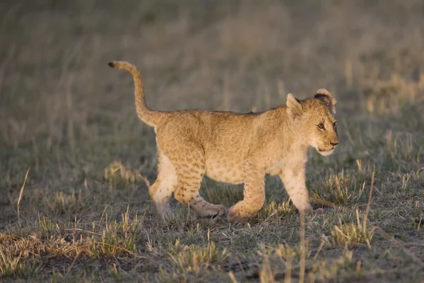 Filhote de leão caminha através da Masai Mara Quênia — Fotografia de Stock