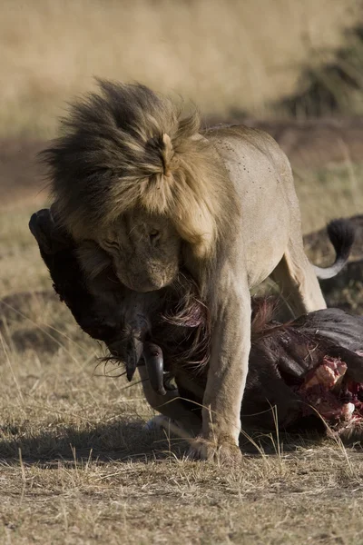 León macho se alimenta de un ñus en el Masai Mara — Foto de Stock