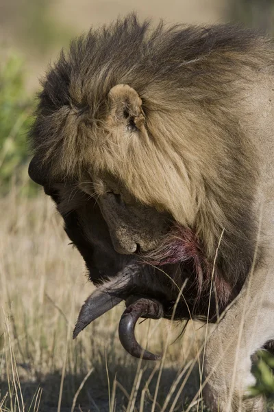 Muž lev se živí divoška v masai mara — Stock fotografie