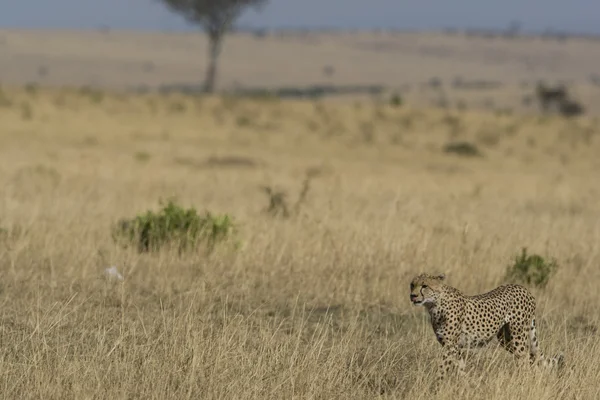 Kvinnliga cheetah i jakt läge undersökningar gräsmarker — Stockfoto