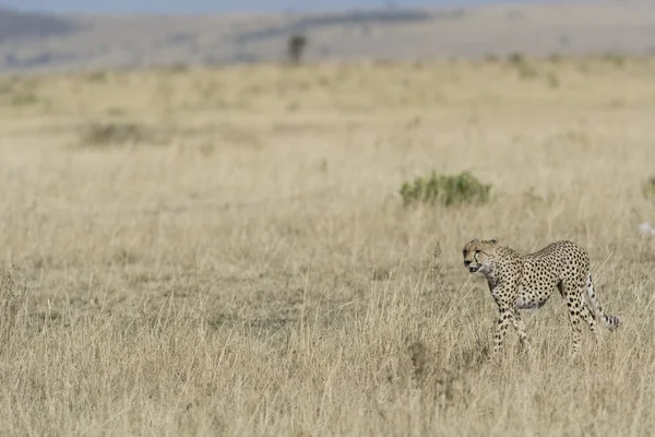 Cheetah hembra en modo de caza examina los pastizales —  Fotos de Stock