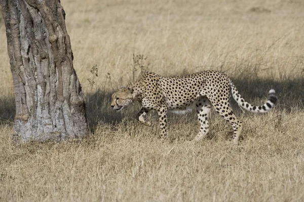 Cheetah handelend territoriale in de masai mara — Stockfoto