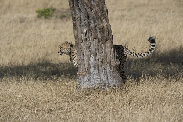 Cheetah geur markering in de masai mara — Stockfoto