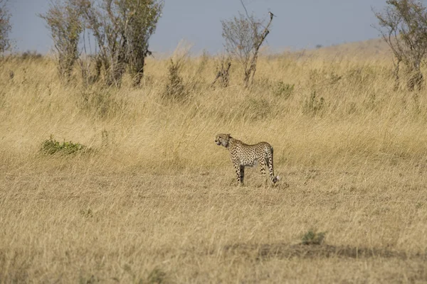 Gepardenweibchen im Jagdmodus erkundet das Grasland — Stockfoto