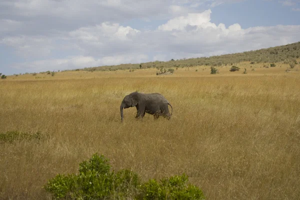 Elefant wandert durch die Ebenen der Masai Mara — Stockfoto