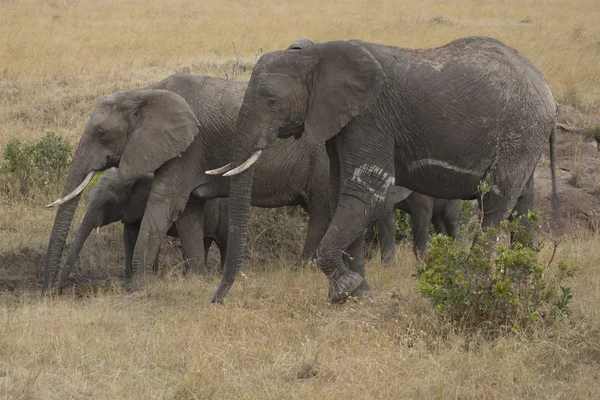 マサイマラ国立保護区の平野を渡って歩く象の群れ — ストック写真
