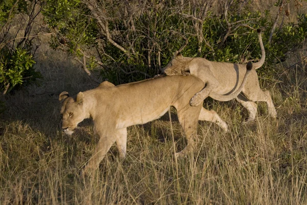 León cachorro juega con leona en el Masai Mara - Kenia —  Fotos de Stock