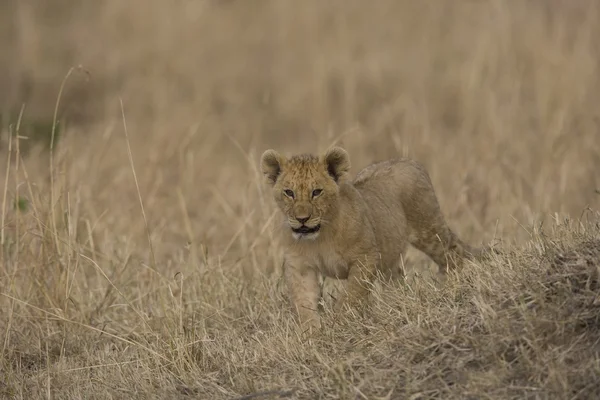 Cachorro león cruza el Masai Mara - Kenia —  Fotos de Stock